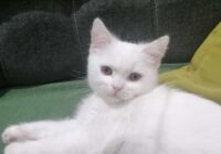 Risale Dersi 1837: 5.Şua 16 Risale Dersi 1837: 5.Şua 16