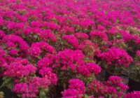 Risale Dersi 1838: 15.Şua 1 Risale Dersi 1838: 15.Şua 1