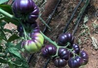 Risale Dersi 1844: 15.Şua 7 Risale Dersi 1844: 15.Şua 7