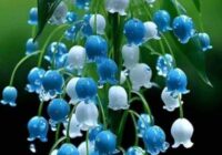 Risale Dersi 1852: 15.Şua 15