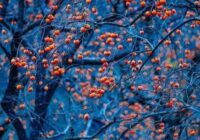 Risale Dersi 1873: 15.Şua 37