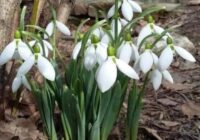 Risale Dersi 1879: 15.Şua 43 Risale Dersi 1879: 15.Şua 43