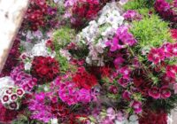 Risale Dersi 1884: 15.Şua 48 Risale Dersi 1884: 15.Şua 48