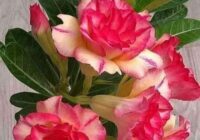 Risale Dersi 1877: 15.Şua 41 Risale Dersi 1877: 15.Şua 41