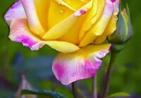 Risale Dersi 1878: 15.Şua 42 Risale Dersi 1878: 15.Şua 42