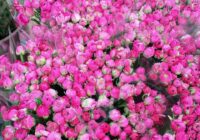 Risale Dersi 1886: 15.Şua 50