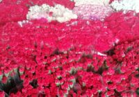 Risale Dersi 1875: 15.Şua 39