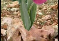 Risale Dersi 1869: 15.Şua 33 Risale Dersi 1869: 15.Şua 33