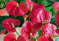 Risale Dersi 1867: 15.Şua 31 Risale Dersi 1867: 15.Şua 31