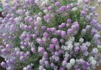 Risale Dersi 1863: 15.Şua 27 Risale Dersi 1863: 15.Şua 27