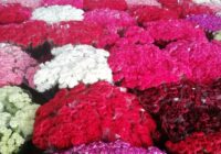 Risale Dersi 1893: 1.Şua 5 Risale Dersi 1893: 1.Şua 5