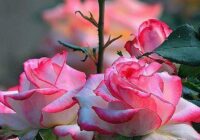 Risale Dersi 1891: 1.Şua 3 Risale Dersi 1891: 1.Şua 3