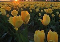 Risale Dersi 1890: 1.Şua 2 Risale Dersi 1890: 1.Şua 2