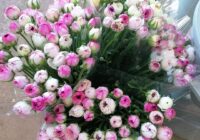 Risale Dersi 1889: 1.Şua 1 Risale Dersi 1889: 1.Şua 1