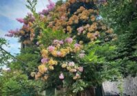 Risale Dersi 1908: 1.Şua 20 Risale Dersi 1908: 1.Şua 20