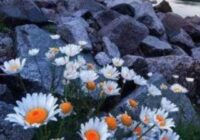 Risale Dersi 1907: 1.Şua 19 Risale Dersi 1907: 1.Şua 19