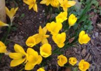 Risale Dersi 1902: 1.Şua 14 Risale Dersi 1902: 1.Şua 14