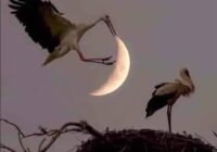 Risale Dersi 1901: 1.Şua 13 Risale Dersi 1901: 1.Şua 13