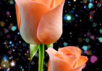 Risale Dersi 1931: 8.Şua 12 Risale Dersi 1931: 8.Şua 12