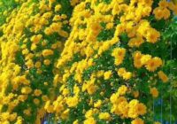 Risale Dersi 1920: 8.Şua 1 Risale Dersi 1920: 8.Şua 1