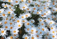 Risale Dersi 1917: 1.Şua 29 Risale Dersi 1917: 1.Şua 29