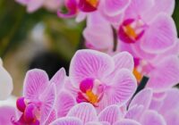 Risale Dersi 1919: 1.Şua 31 Risale Dersi 1919: 1.Şua 31