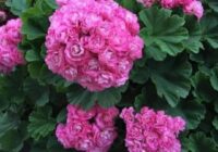 Risale Dersi 1926: 8.Şua 7 Risale Dersi 1926: 8.Şua 7