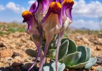 Risale Dersi 1922: 8.Şua 3 Risale Dersi 1922: 8.Şua 3