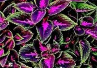 Risale Dersi 1923: 8.Şua 4 Risale Dersi 1923: 8.Şua 4