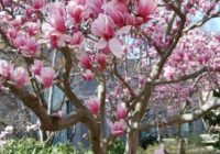 Risale Dersi 1921: 8.Şua 2 Risale Dersi 1921: 8.Şua 2