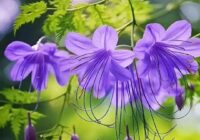 Risale Dersi 1925: 8.şua 6 Risale Dersi 1925: 8.şua 6