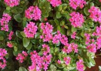 Risale Dersi 1929: 8.Şua 10 Risale Dersi 1929: 8.Şua 10