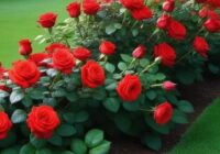 Risale Dersi 1927: 8.Şua 8 Risale Dersi 1927: 8.Şua 8