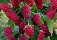 Risale Dersi 1930: 8.Şua 11 Risale Dersi 1930: 8.Şua 11