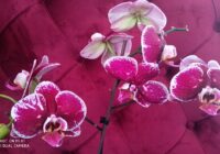 Risale Dersi 1913: 1.Şua 25 Risale Dersi 1913: 1.Şua 25