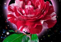 Risale Dersi 1948: Muhakemat 5 Risale Dersi 1948: Muhakemat 5