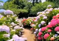 Risale Dersi 1952: Muhakemat 9 Risale Dersi 1952: Muhakemat 9