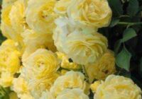 Risale Dersi 1947: Muhakemat 4