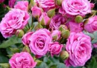 Risale Dersi 1945: Muhakemat 2