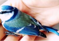 Risale Dersi 1951: Muhakemat 8 Risale Dersi 1951: Muhakemat 8