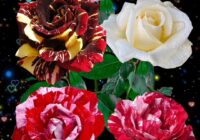 Risale Dersi 1953: Muhakemat 10 Risale Dersi 1953: Muhakemat 10