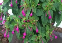 Risale Dersi 1946: Muhakemat 3