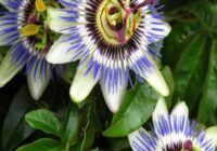 Risale Dersi 1954: Muhakemat 11 Risale Dersi 1954: Muhakemat 11