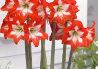 Risale Dersi 1949: Muhakemat 6 Risale Dersi 1949: Muhakemat 6