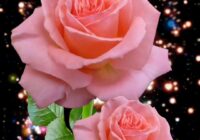 Risale Dersi 1950: Muhakemat 7 Risale Dersi 1950: Muhakemat 7