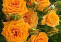 Risale Dersi 1964: Muhakemat 21 Risale Dersi 1964: Muhakemat 21