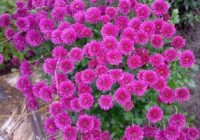 Risale Dersi 1967: Muhakemat 24 Risale Dersi 1967: Muhakemat 24