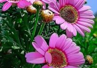 Risale Dersi 1976: Muhakemat 33 Risale Dersi 1976: Muhakemat 33