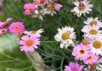 Risale Dersi 1977: Muhakemat 34 Risale Dersi 1977: Muhakemat 34