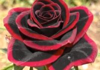 Risale Dersi 1963: Muhakemat 20 Risale Dersi 1963: Muhakemat 20